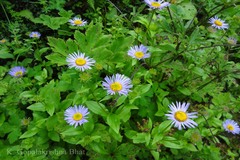 Erigeron multiradiatus